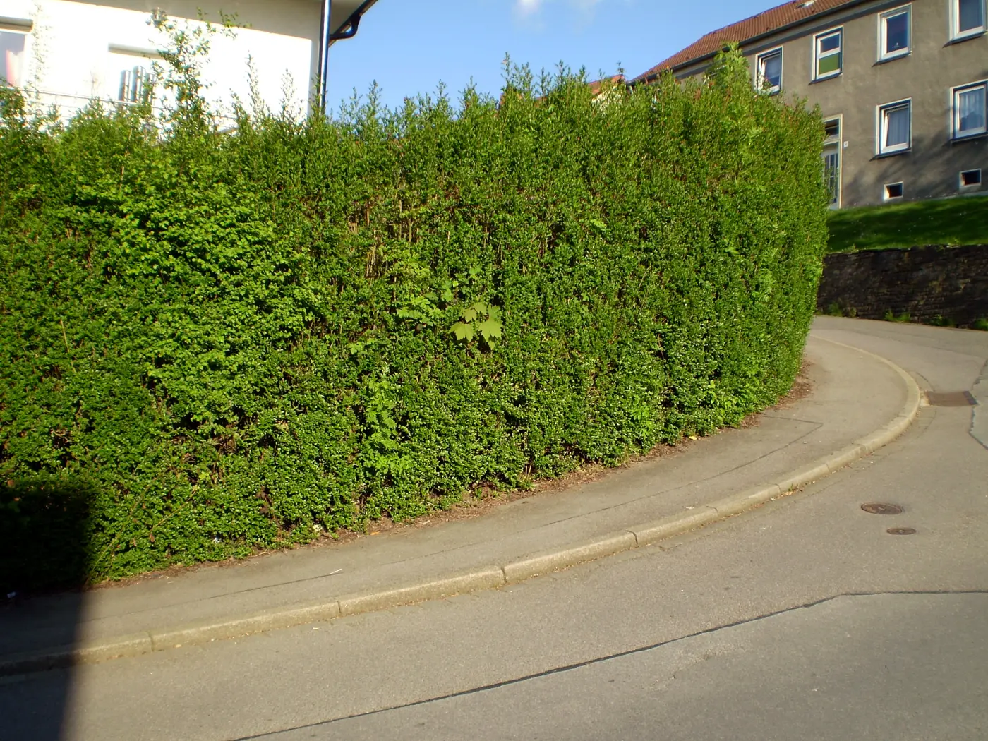 Hohe Hecke am Gehweg: Je höher die Hecke, desto größer der Abstand zur Grenze