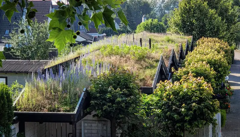 Extensiv begrüntes Schrägdach eines Gartenhauses mit blühender Sedum-Bepflanzung