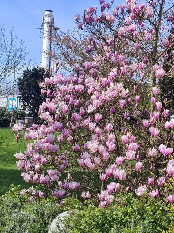 Rosa blühender Magnolienbaum im Frühjahr
