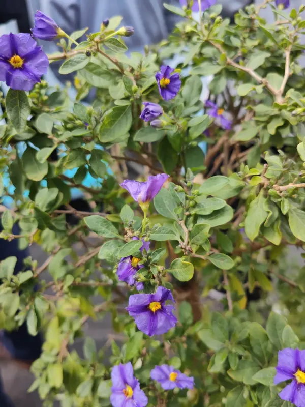 Blau-violett blühende Pflanze in Nahaufnahme