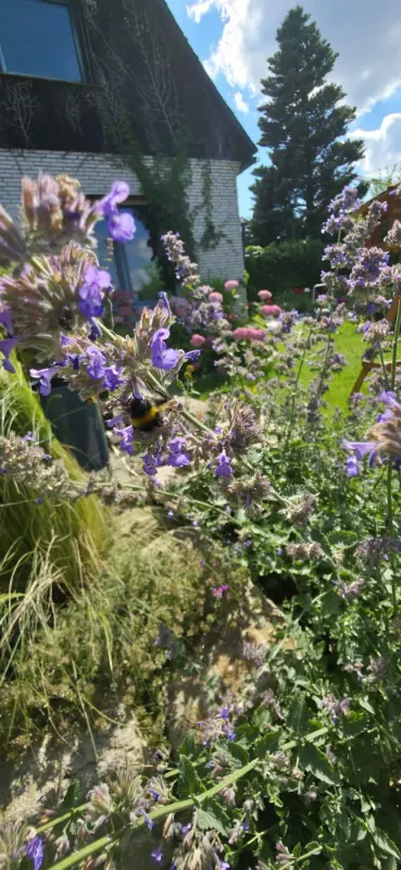 Bunt blühendes Staudenbeet mit Lavendel und Wildblumen