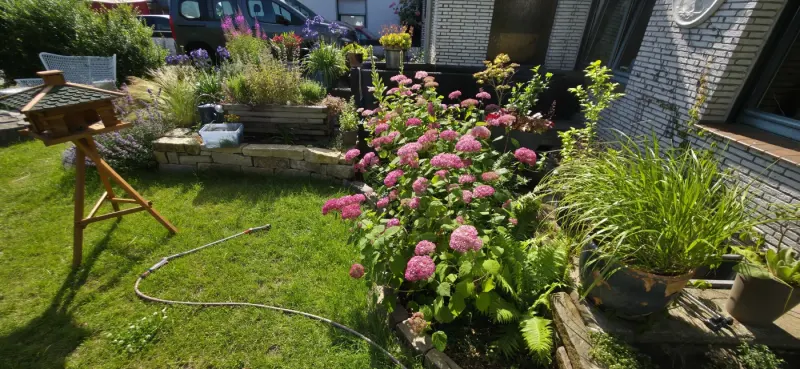 Rosa blühende Stauden am Rand einer gepflegten Rasenfläche