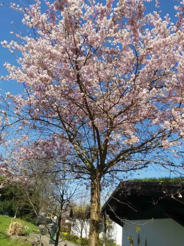 Blühender Zierkirschbaum vor blauem Himmel