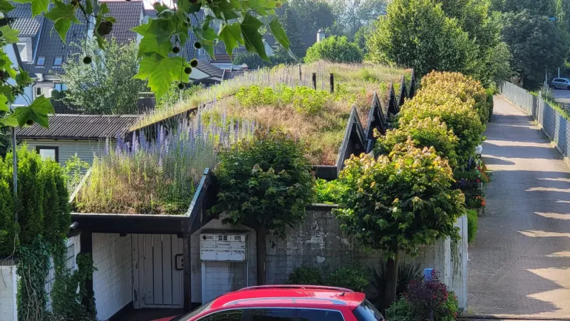 Begrünte Hecke und gepflegte Grünfläche vor einer Garage