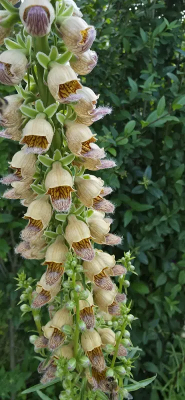 Blühender Fingerhut (Digitalis) in Nahaufnahme