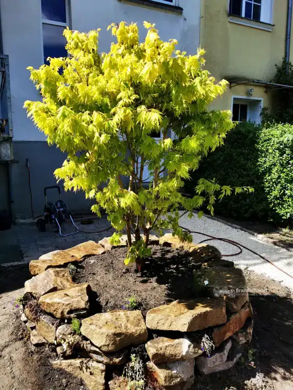 Gehölz im frisch gesetzten Natursteinring